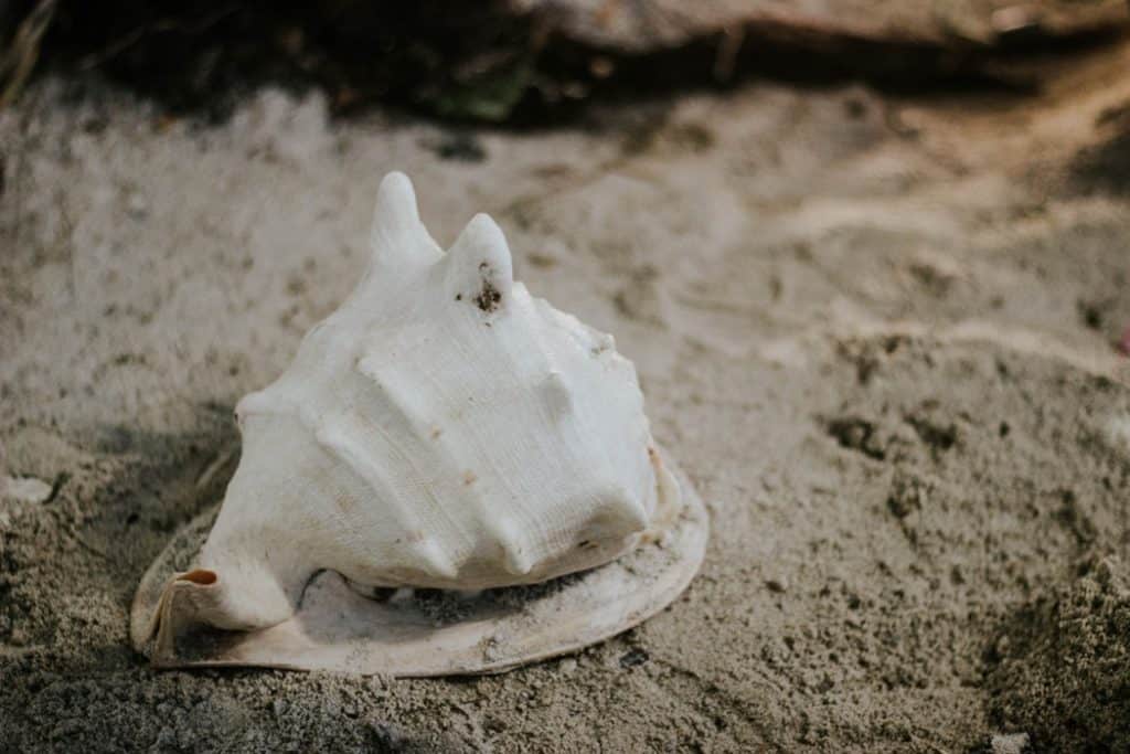Conch shell in the sand 