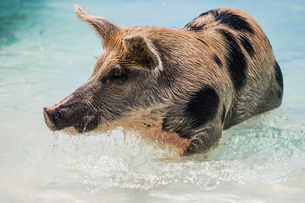 Swimming Pig in Big Major Cay the Bahamas