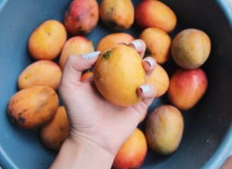 Mango for Barbados
