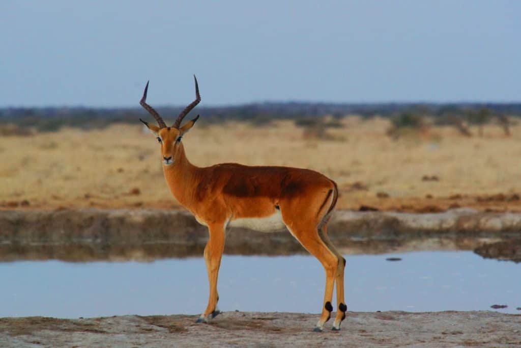 Antelope in Botswana