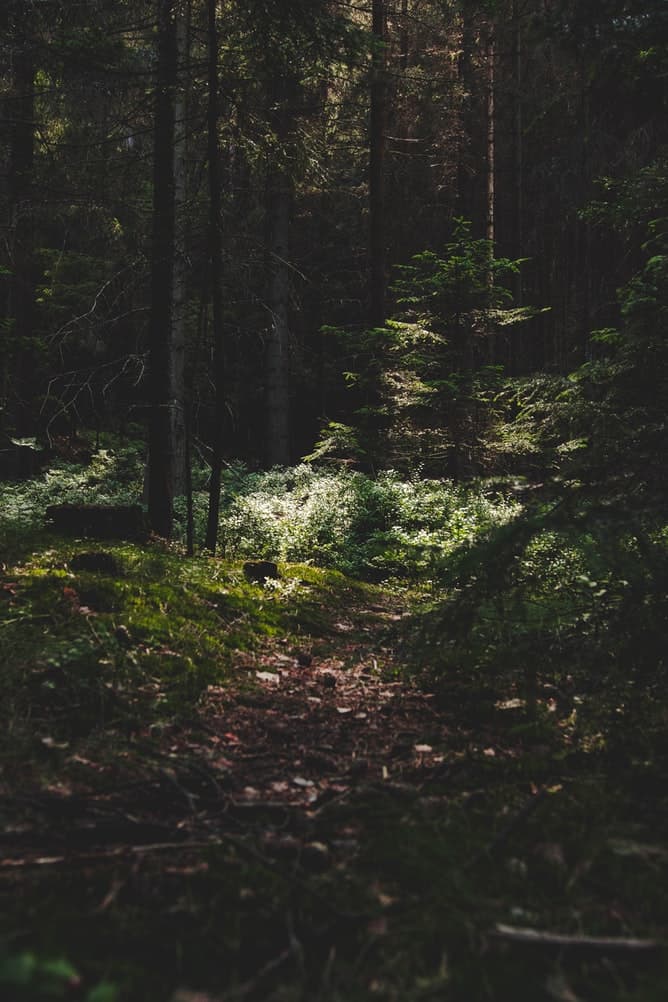 a green forest in the Czech Republic