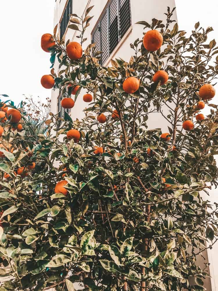 Tangerine tree in Cyprus
