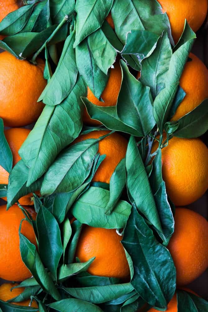 Oranges with green leaves close up. 