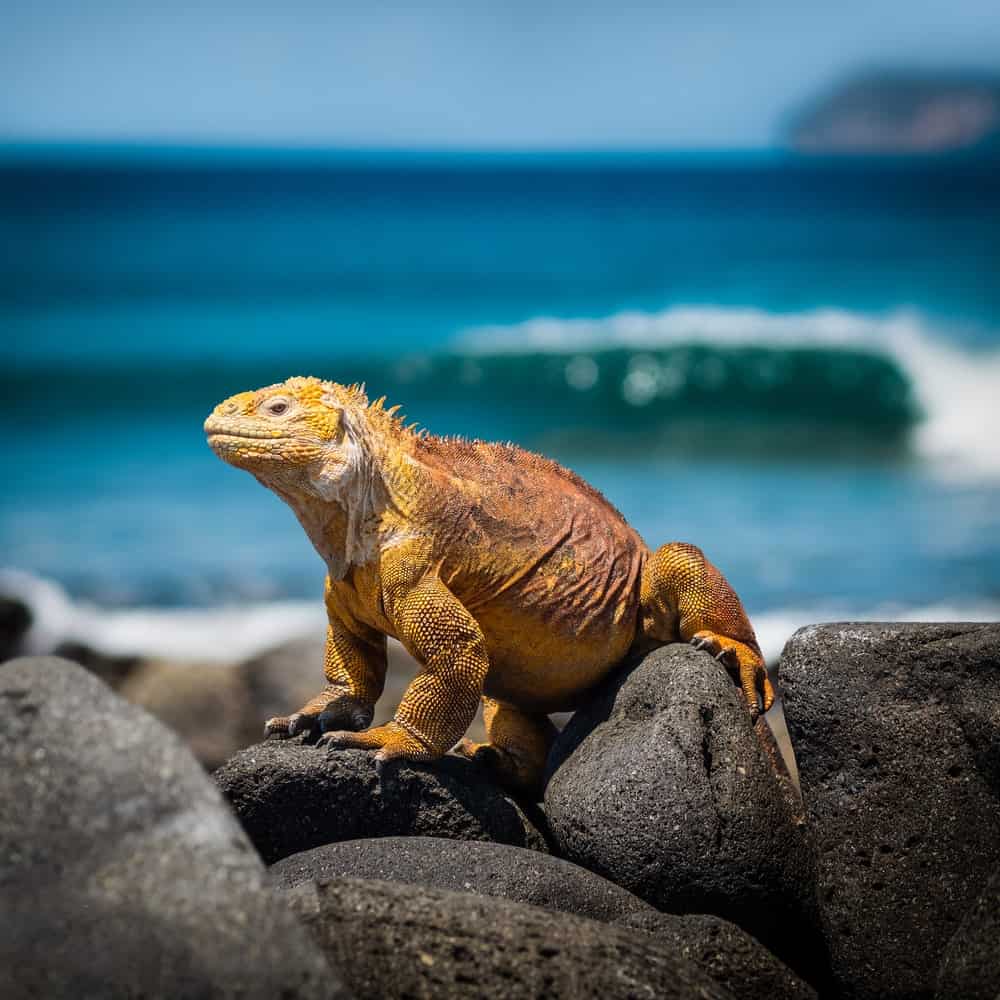 Iguana on the rocks of the Galapagos 