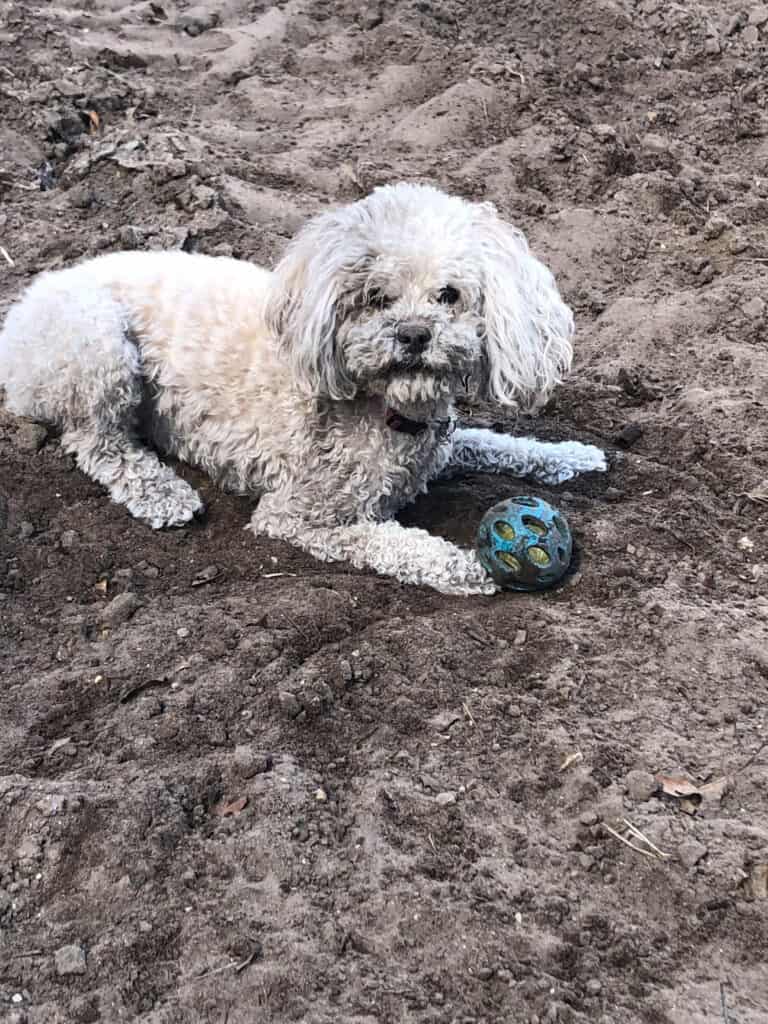 A dirty dog in the dirt with a blue ball in front of her. 