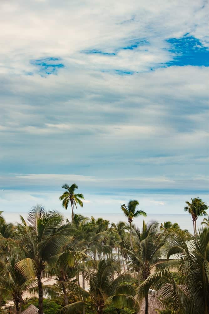 Palm trees and blue sk