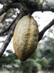A large cocoa pod hanging from a tree.