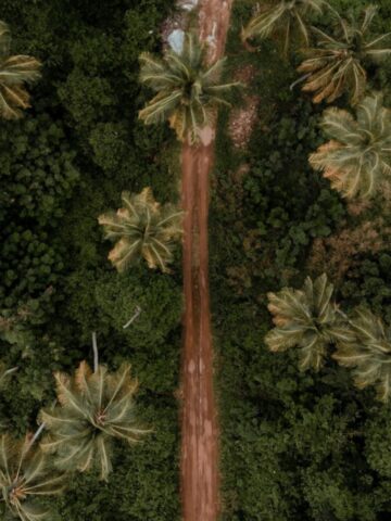 Overhead view of a road running through a thick forest in Grenada.