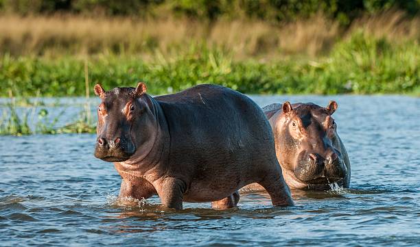 2 hippos in water 