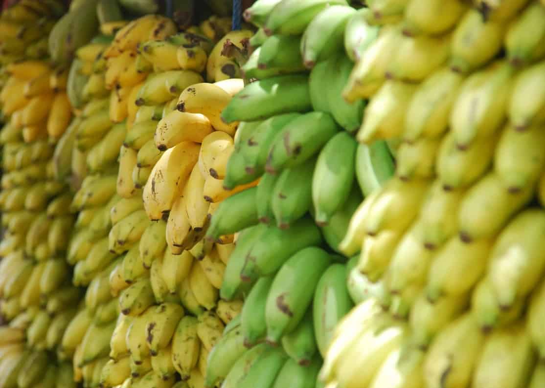 Various colors of ripe bananas stacked together. 