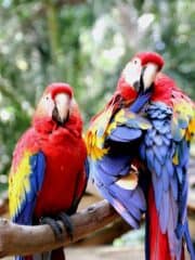 Two large parrots sitting on a branch.