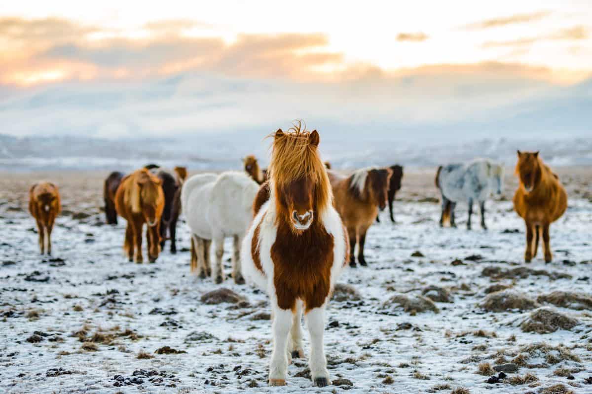 Icelandic horses on farm in winter.