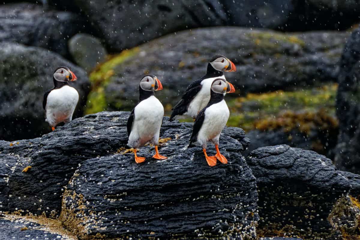 Puffins on black tree trunk.