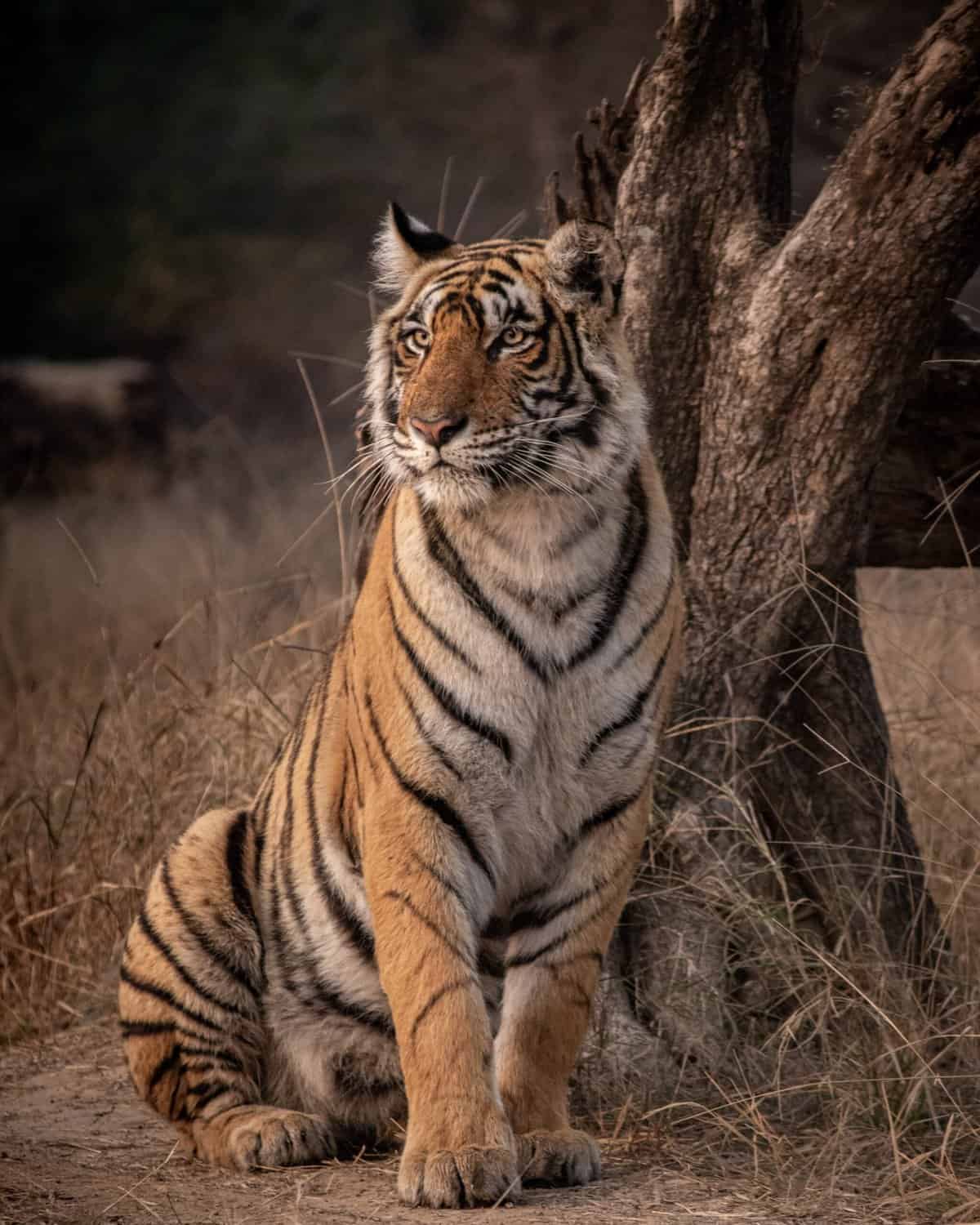 Bengal tiger. 