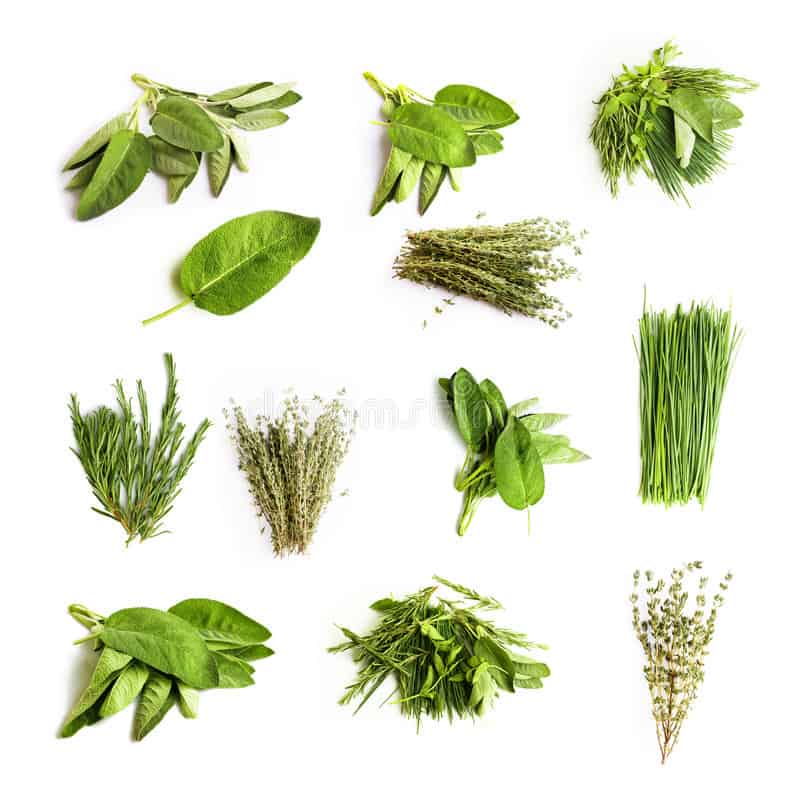 Picture of fresh herbs used in Italian seasonings. 