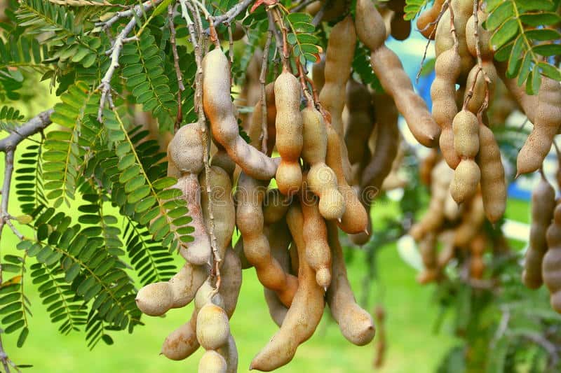 Tamarind pods hanging from a tropical tree. 