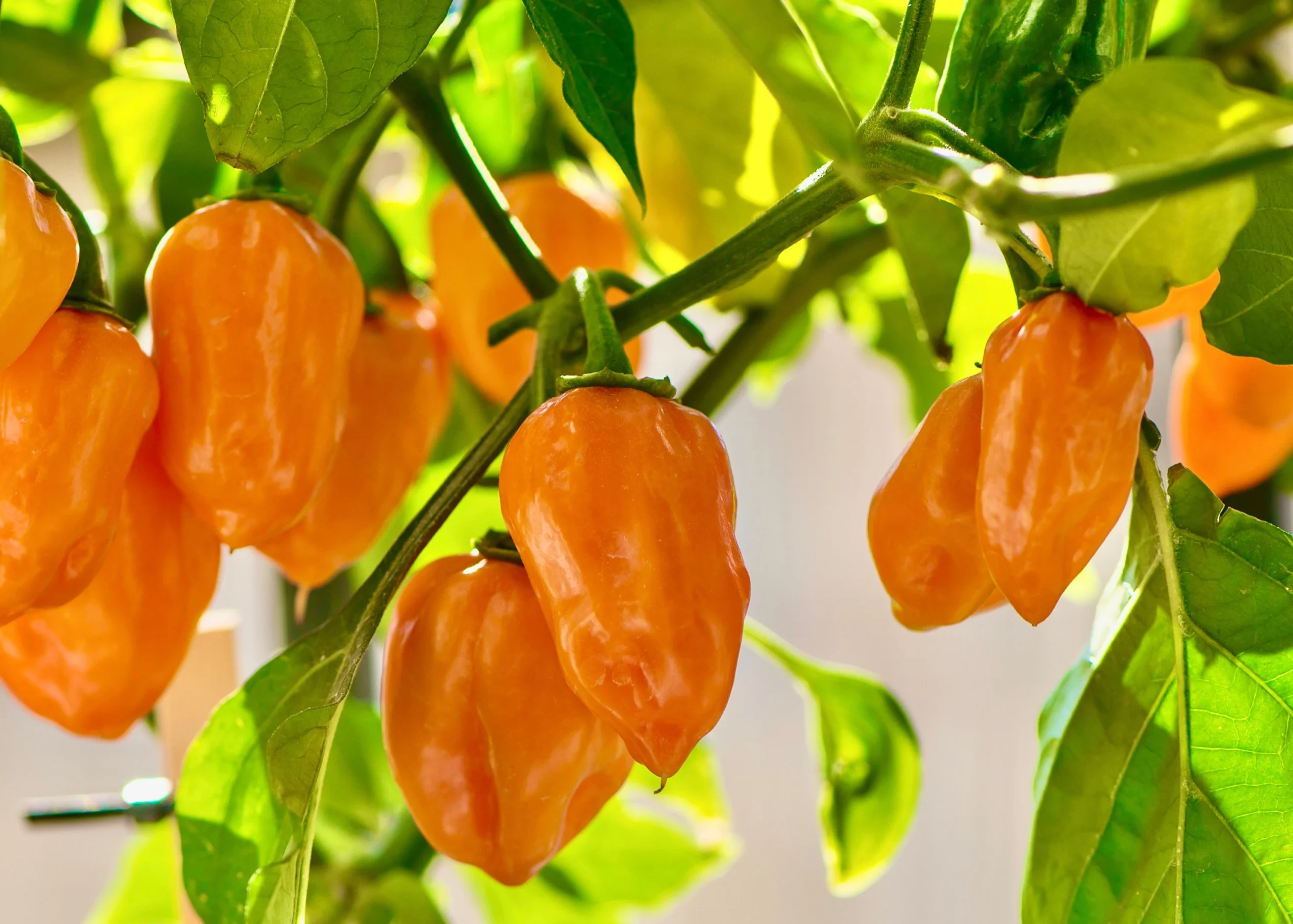 Habanero peppers growing on a plant. 