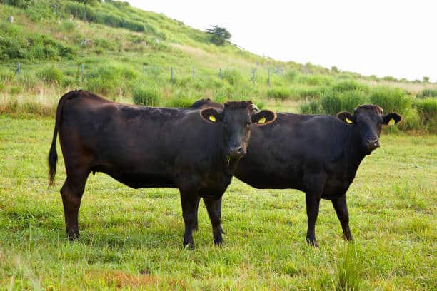 Beef cows in Japan. 