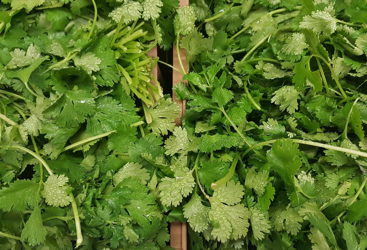 Box of cilantro. 
